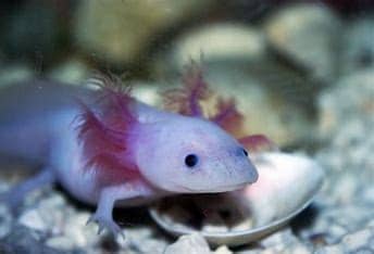 axolotls