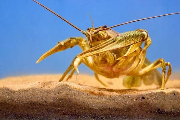 Freshwater shrimp species