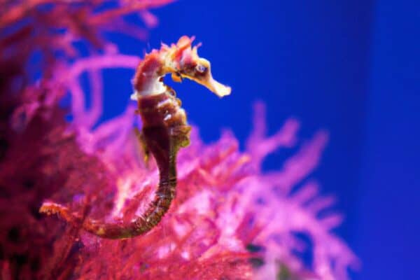 Exotic aquatic pets