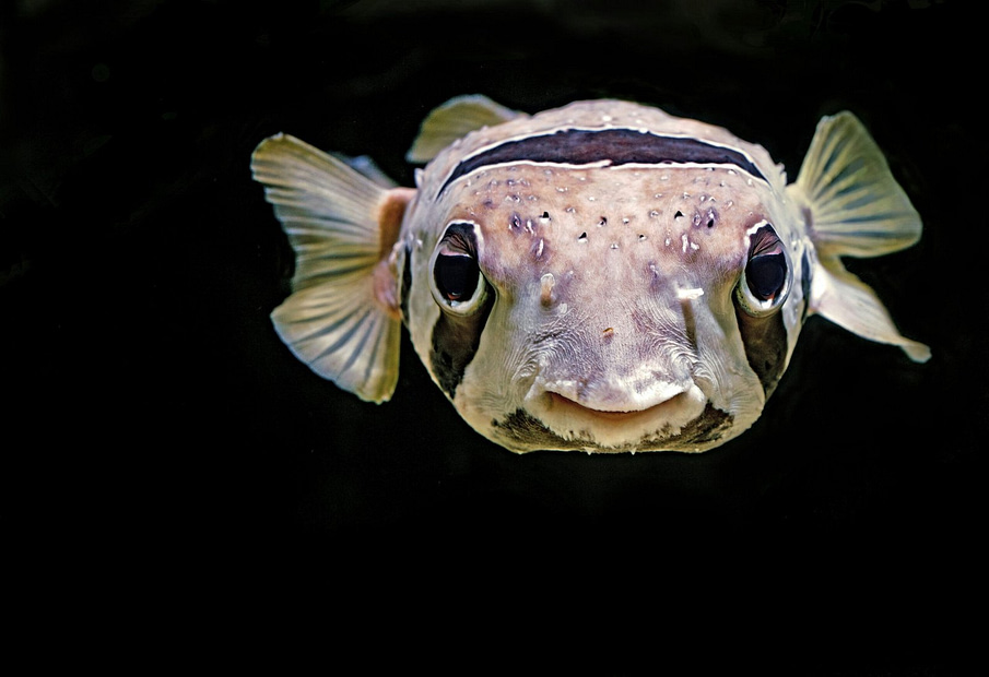 close up photo of dwarf pufferfish