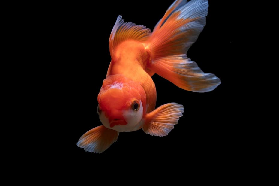 Dive into the Fascinating World of Exotic Aquatic Pets