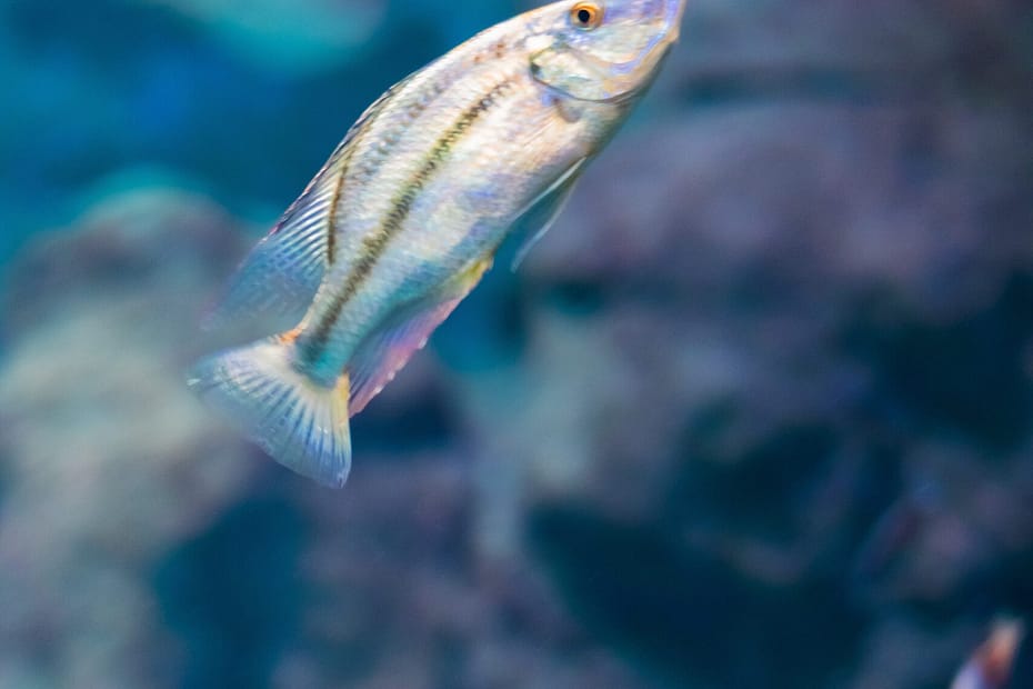 exotic aquatic pets