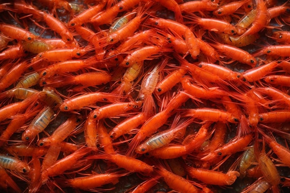 Decorative freshwater shrimp